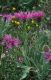 Wandern Piemonte - Centaurea Uniflora